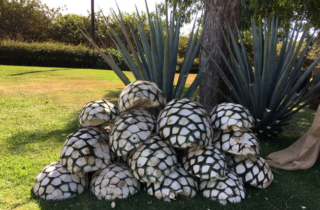 agave hearts