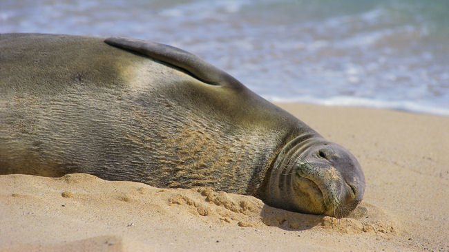 Kauai monk seal