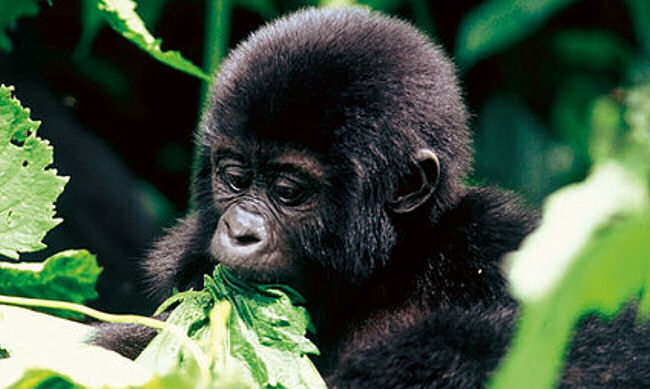 Gorilla baby