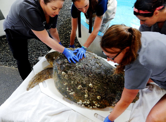 Jekyll Island Sea Turtle Center