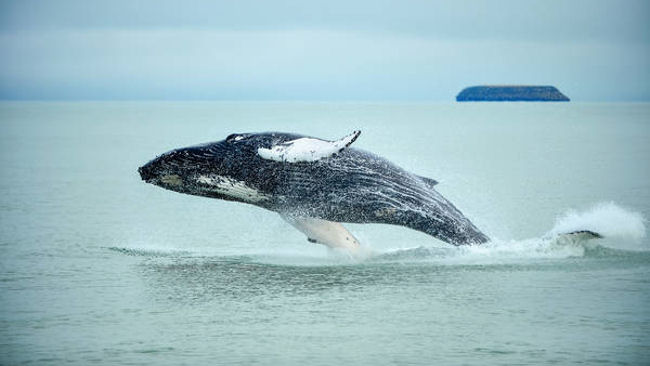 Iceland whale watching