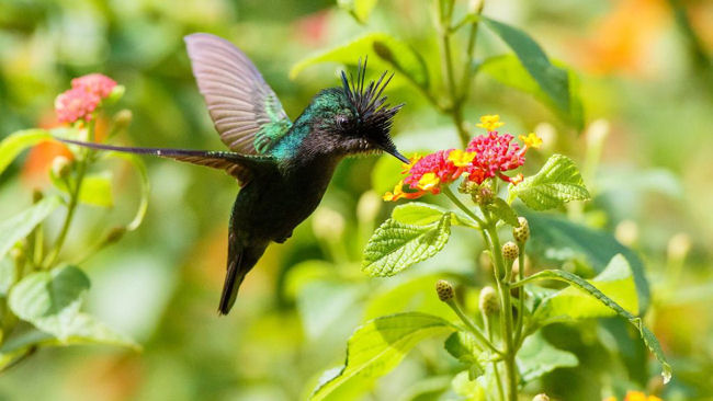 Jade Mountain birdwatching