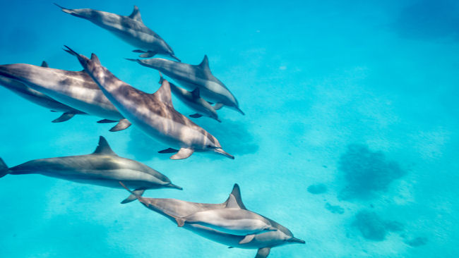 dolphins