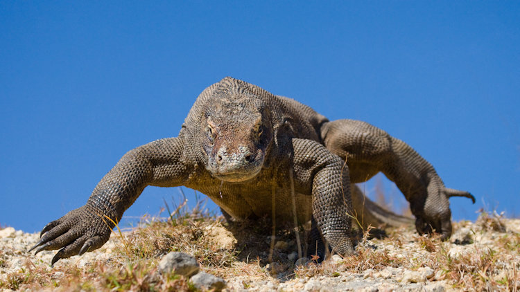 Komodo dragon