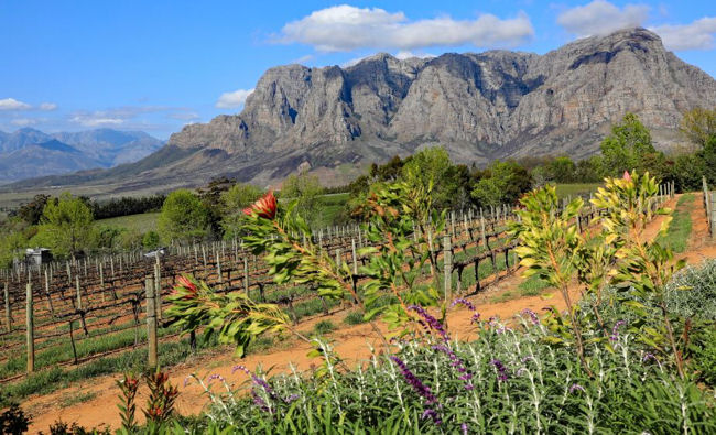 Cape Town wine tasting