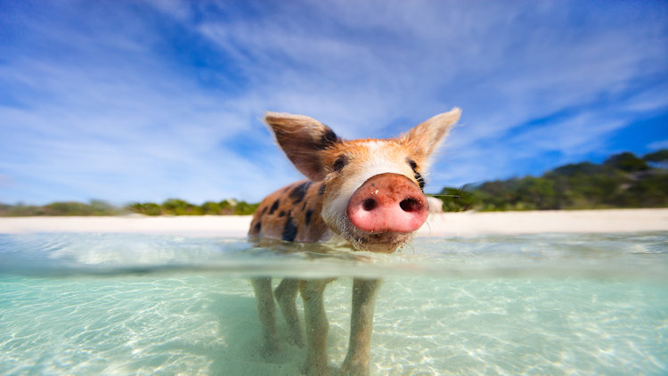 swimming with pigs bahamas