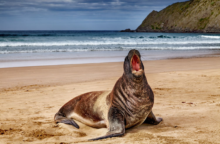 New Zealand wildlife