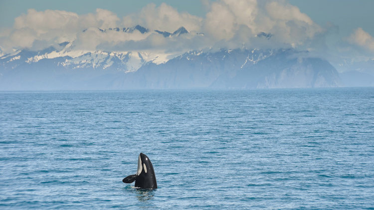 wildlife escapes Alaska