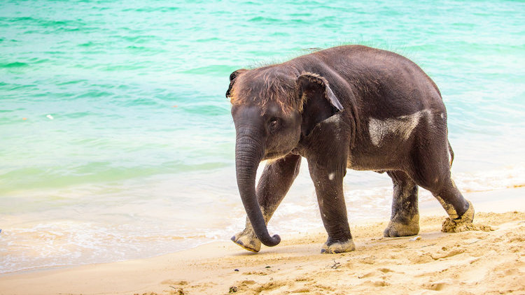 wildlife escapes Thailand elephant on beach