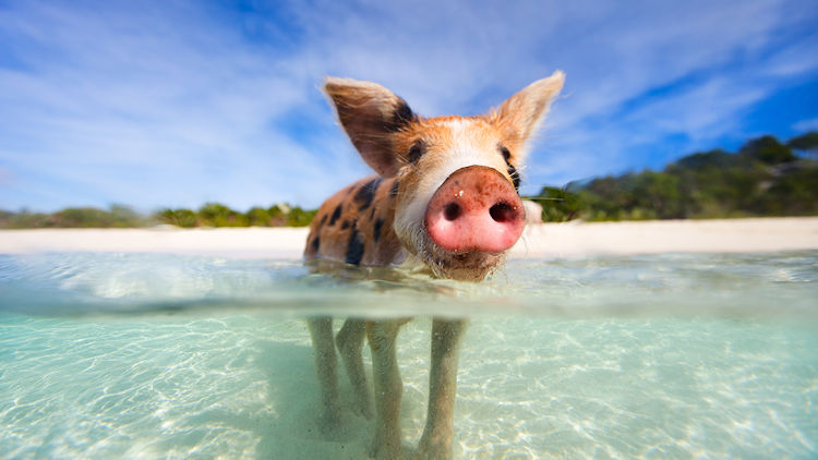 swimming pig exumas