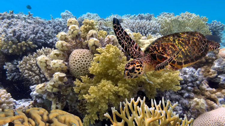 wildlife escapes Australia barrier reef turtle