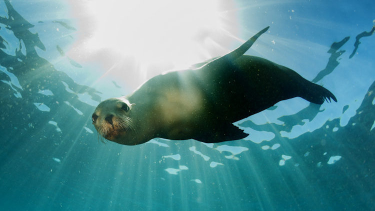 Galapagos sea lion