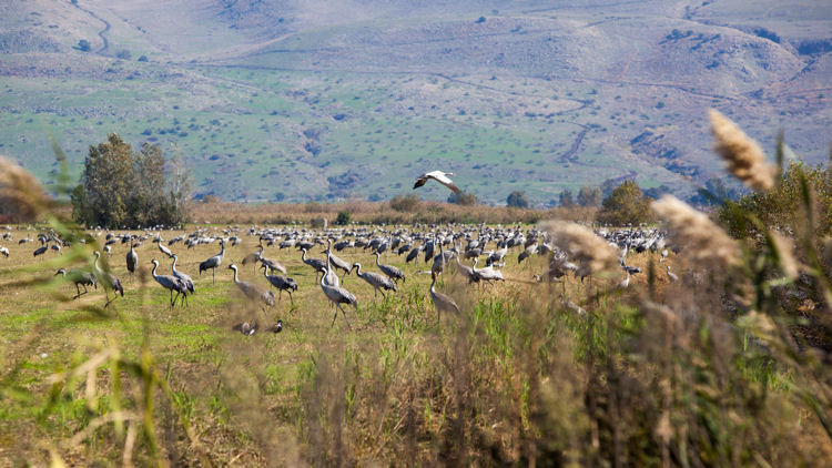 Hula Valley