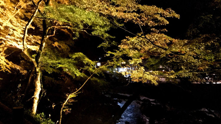 Korankei Gorge illuminated forest