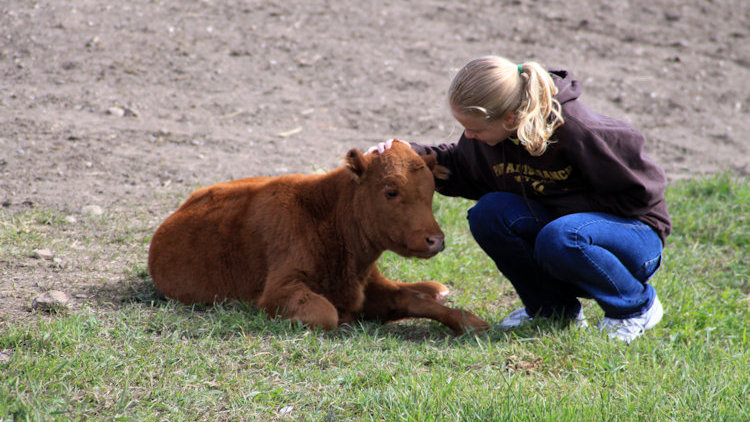 petting a cow