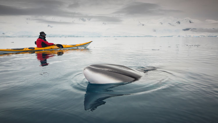 kayaking in Antarctica