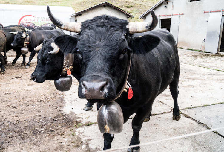 cows in Switzerland
