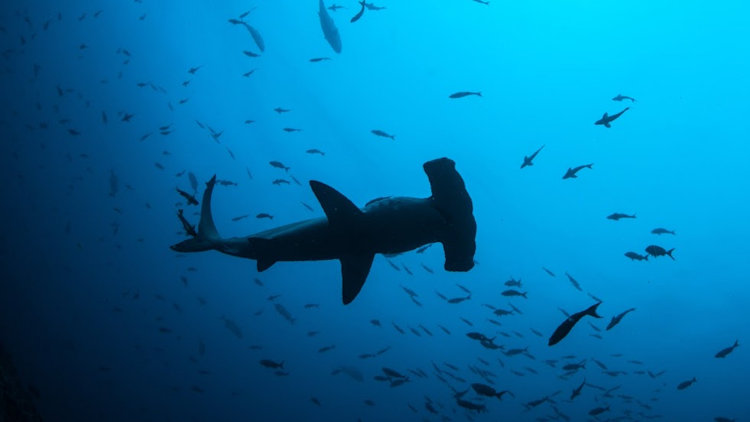 Costa Rica shark