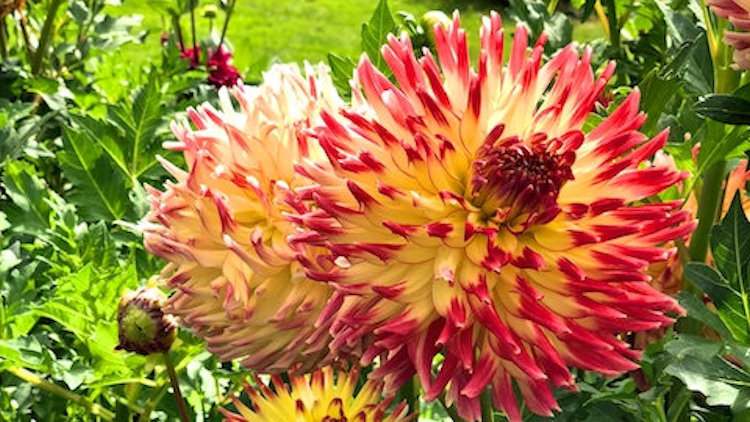 Leiden tulips