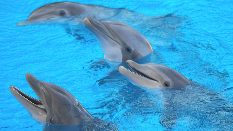 dolphins