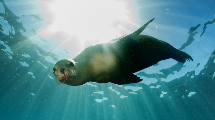 seal underwater