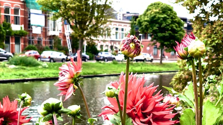 Leiden tulips