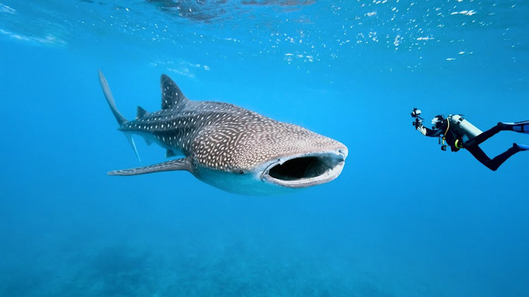 Maldives shark