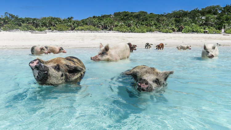 Caribbean trip pigs in water