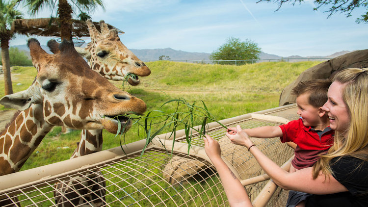 Palm Springs zoo