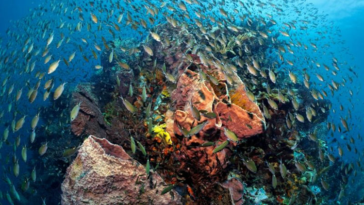 St Lucia diving