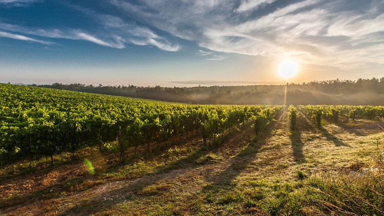 Tuscany vineyard