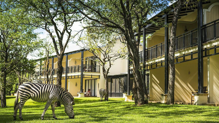 Royal Livingstone zebra