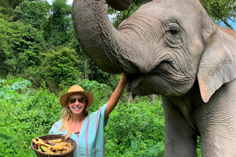 Thailand elephant