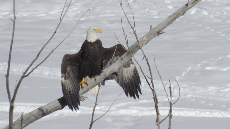 bald eagle on tree branch winter