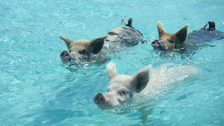 swimming pigs