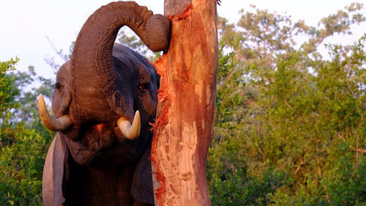 Dulini River lodge elephant