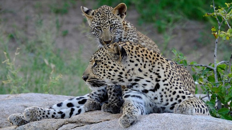 Dulini River lodge animals