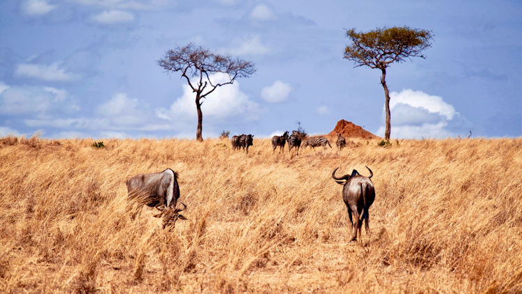 African safari