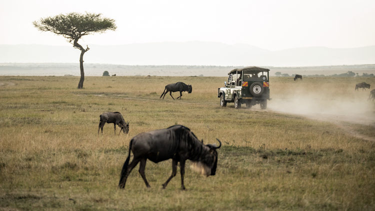 African safari