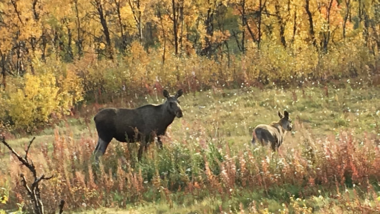 Abisko mother and baby moose