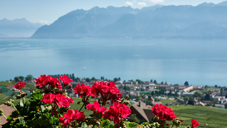 Lavaux hills