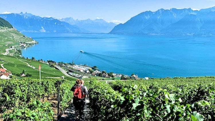 Lavaux vineyards