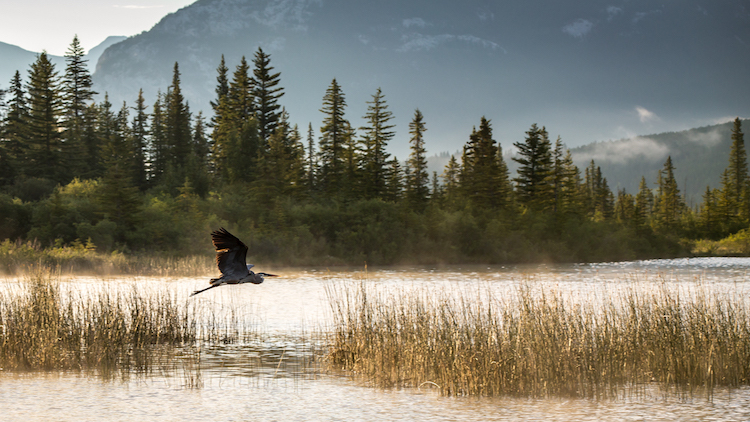 Rocky Mountaineer trip