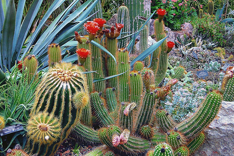 botanical garden cactus