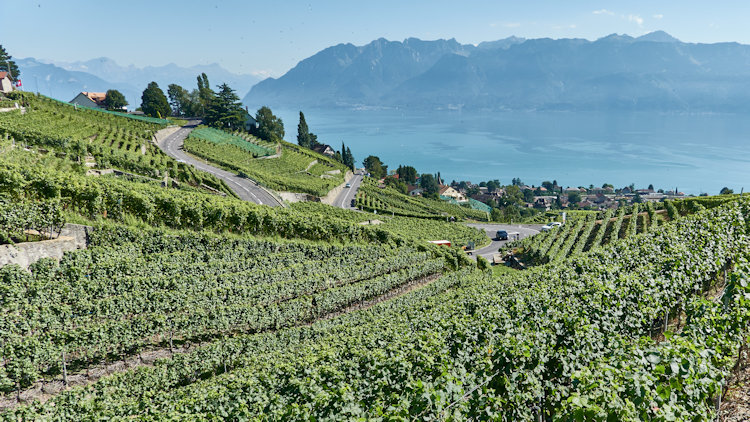 Lausanne terraced vineyards