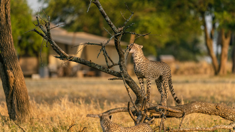 Singita Sabora Tented Camp animal