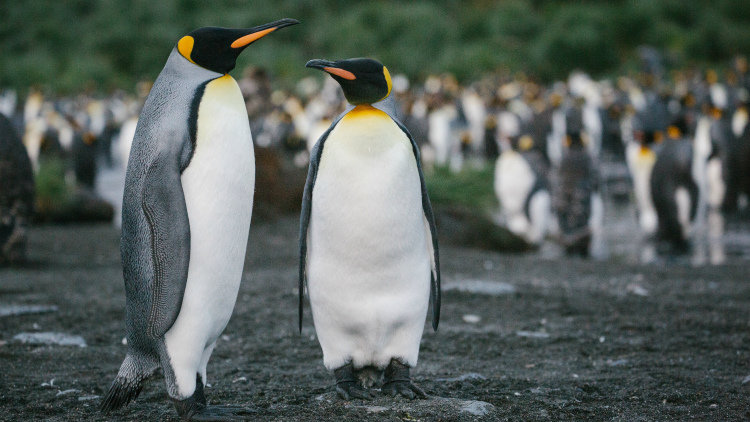 king penguins