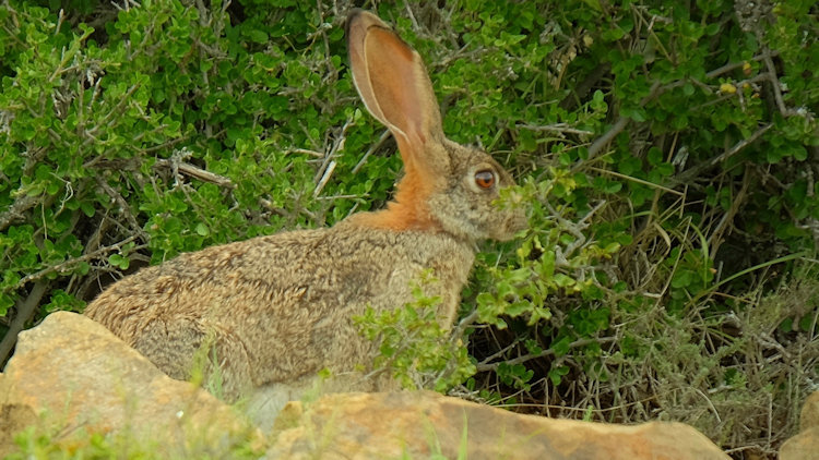 Magic Hills bunny