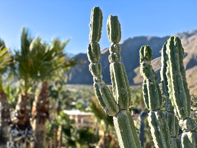 Palm Springs travel photo