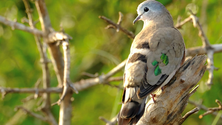 Saseka Tented Camp birdlife